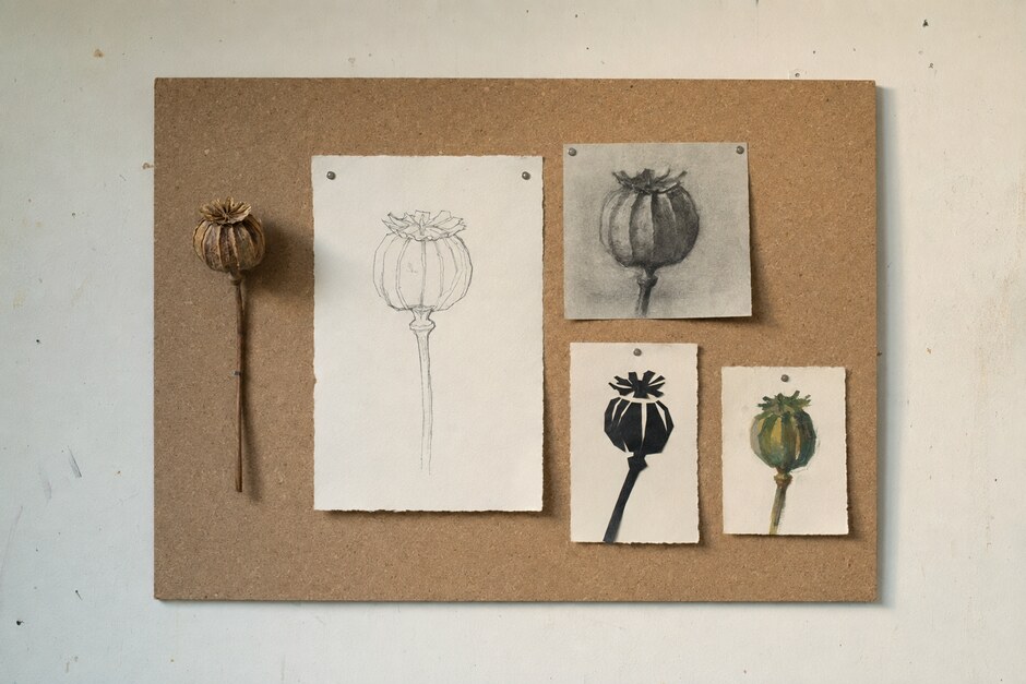 A seed pod beside contour, tonal, cut-paper, and painted observation studies.